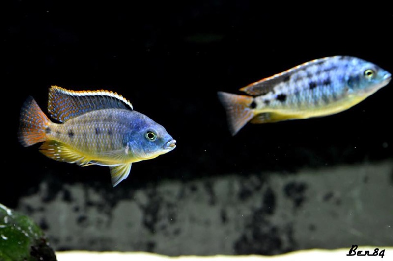 Protomelas virgatus 'Namalenje Island'